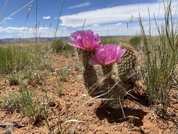 A cactus with pink flowers in a dry, grassy field. - Traditional Navajo Hogan. Cultural experience! Near all attractions. (Page)