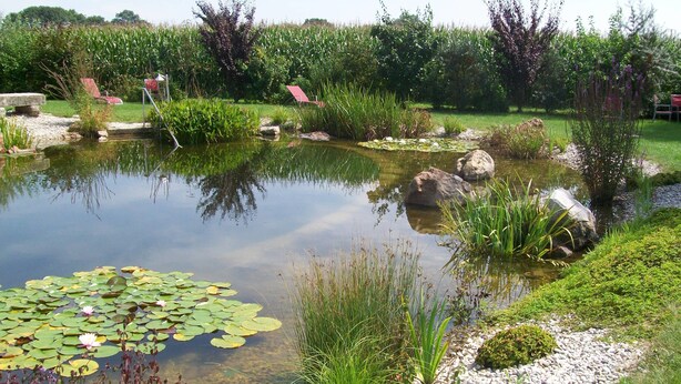 A pond with lily pads and rocks, surrounded by greenery and a gravel path. - Landhotel Larenzen (Kirchham)