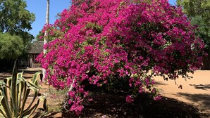 A garden with a prominent pink flowering bush, a tall palm tree, and a large agave plant. - Bamboo Club (Ifaty)