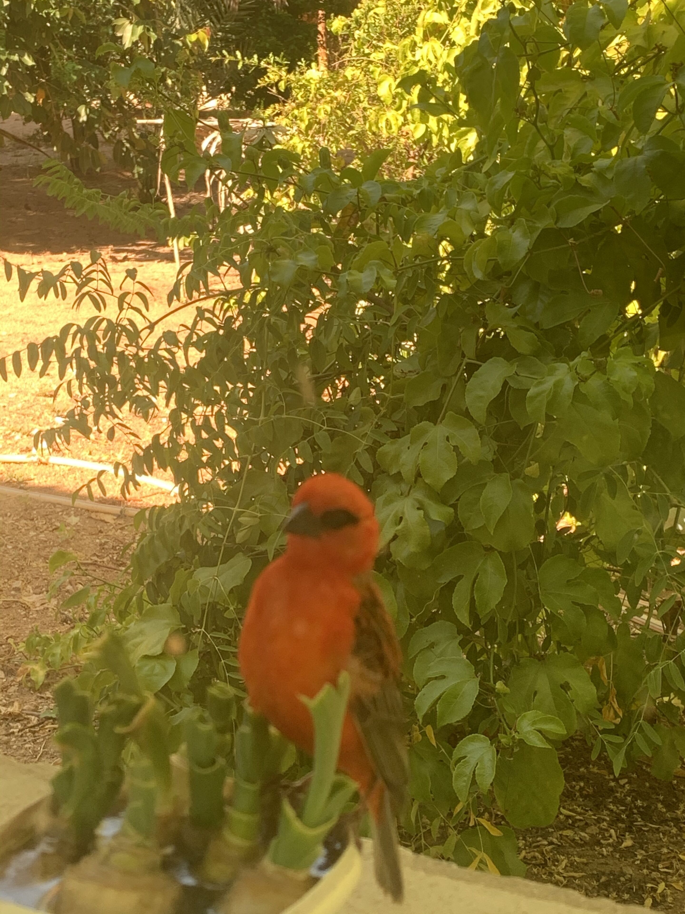 Un oiseau perché sur une plante dans un jardin.