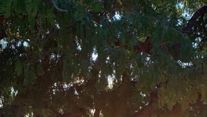 A sandy beach with a hammock under a large tree, a clear sky, and a sunset in the background. - Bamboo Club (Ifaty)