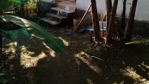 Un pequeño espacio al aire libre, cercado, con un camino de hormigón que lleva a una puerta, rodeado de palmeras y otra vegetación.