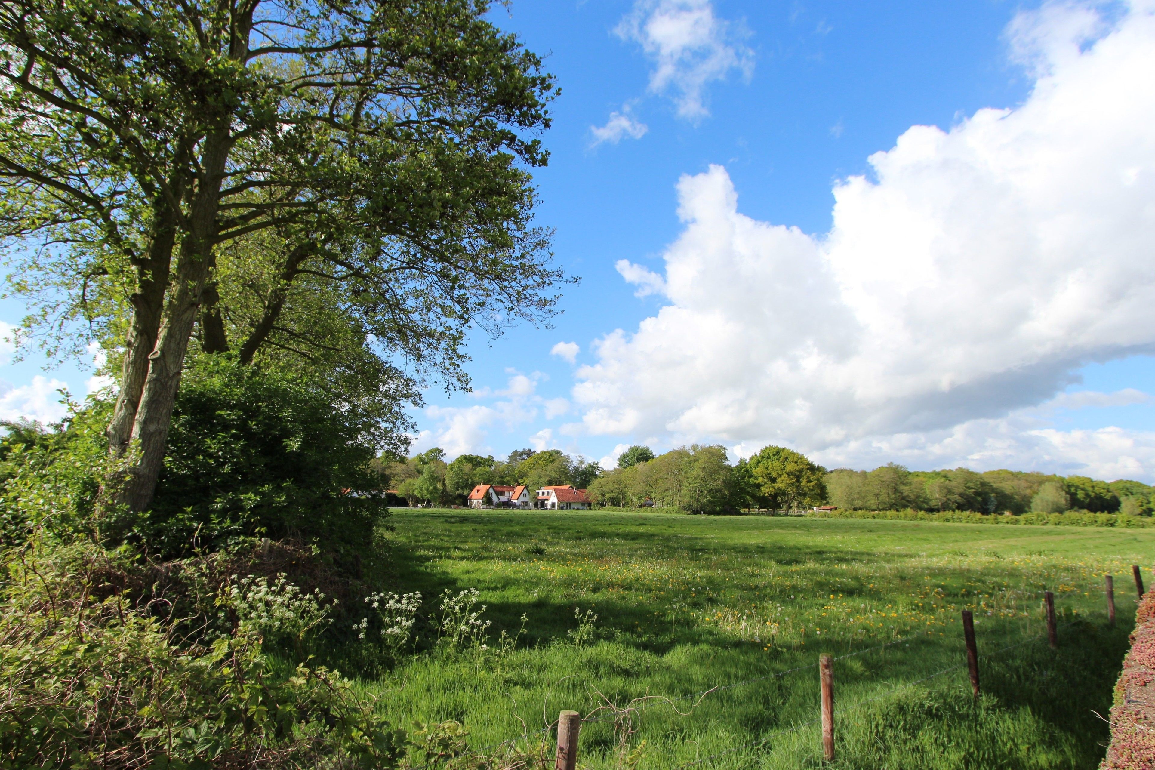 A rural landscape with a large tree, a grassy field, and a row of houses in the background.