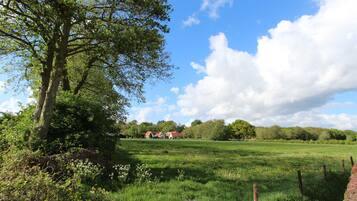 A rural landscape with a large tree, a grassy field, and a row of houses in the background.