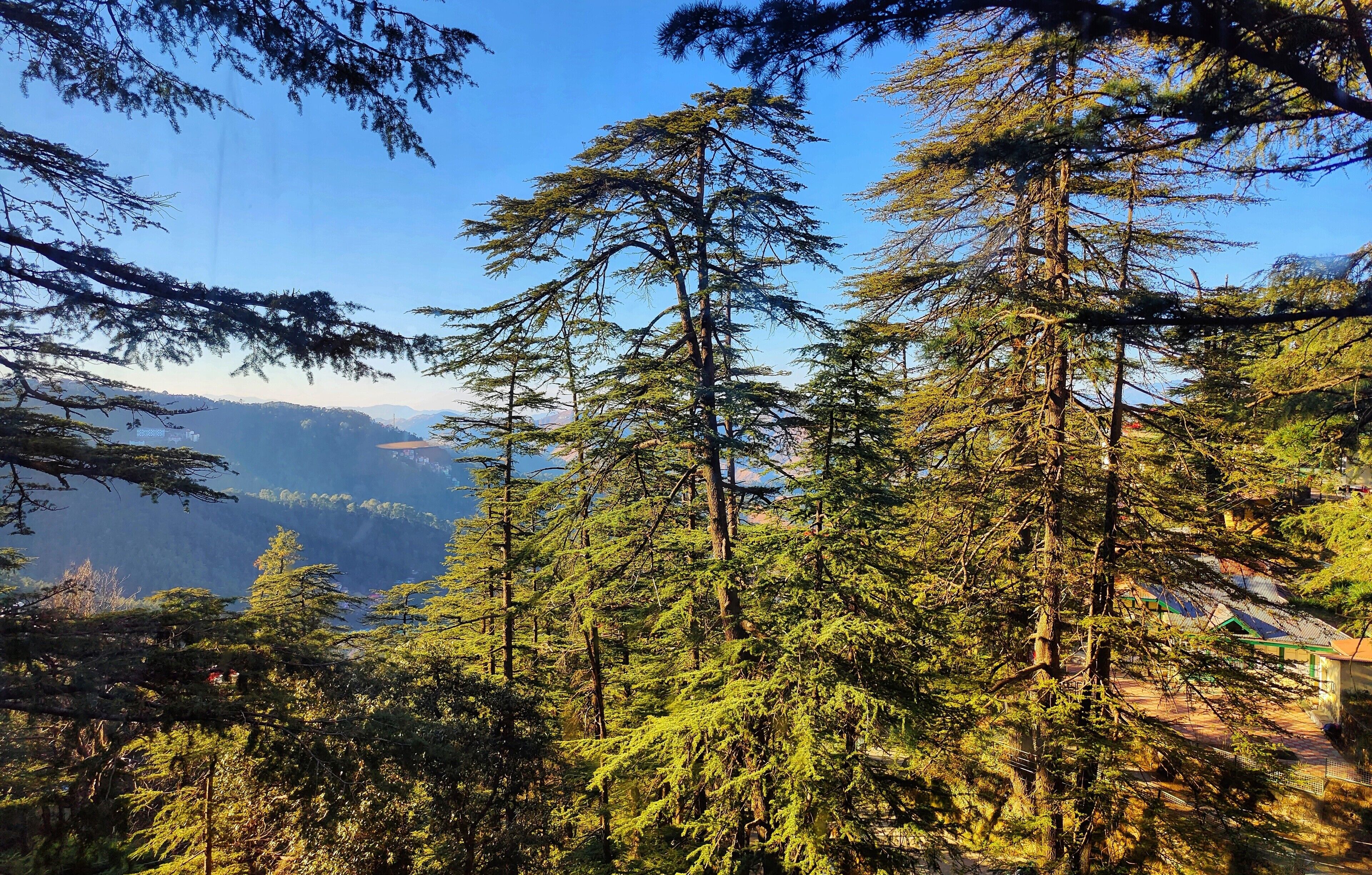 Une forêt dense, avec de grands arbres, et une vue lointaine sur une chaîne de montagnes.