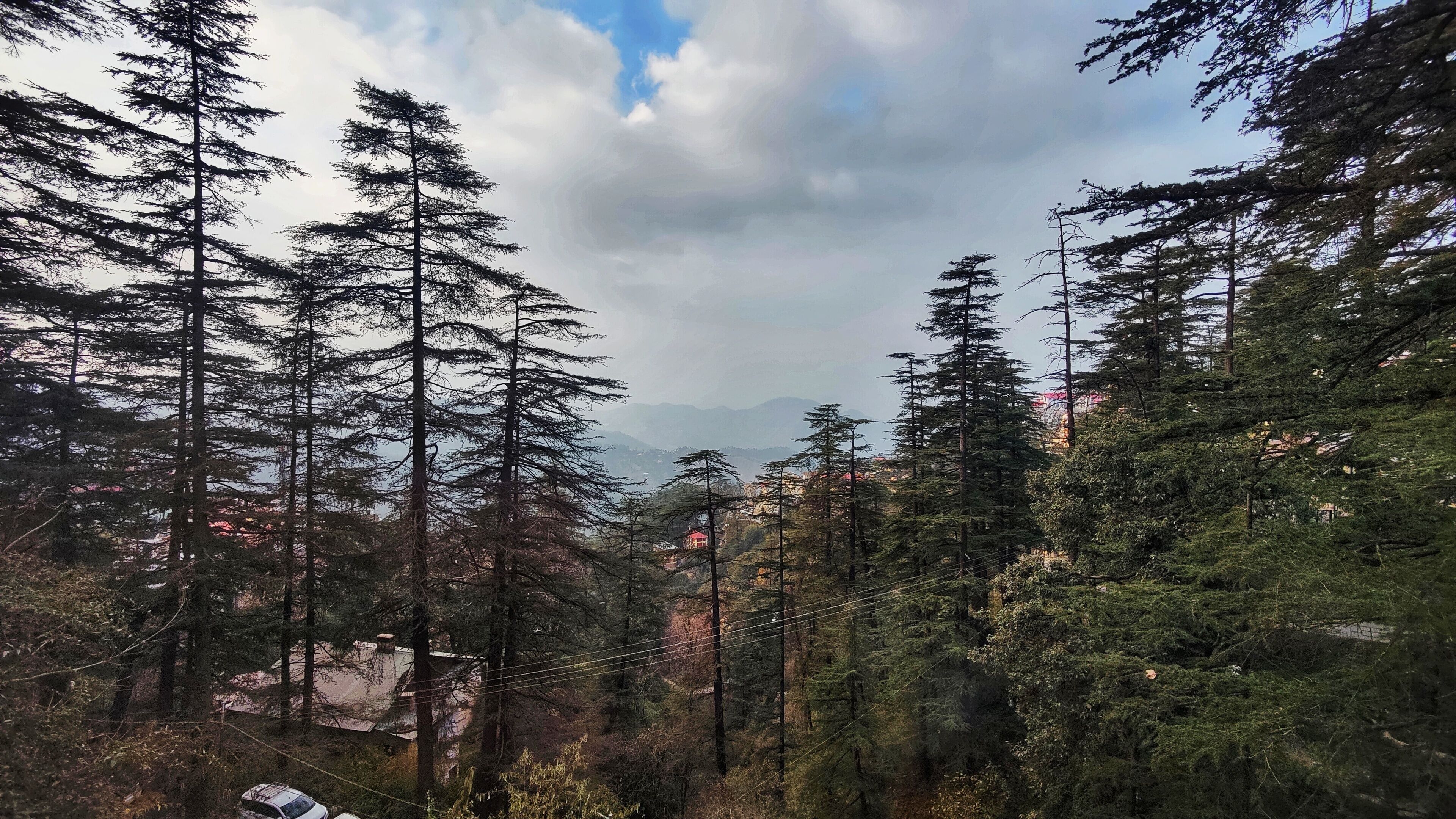 A dense forest with tall trees and a distant view of a building with a red roof.