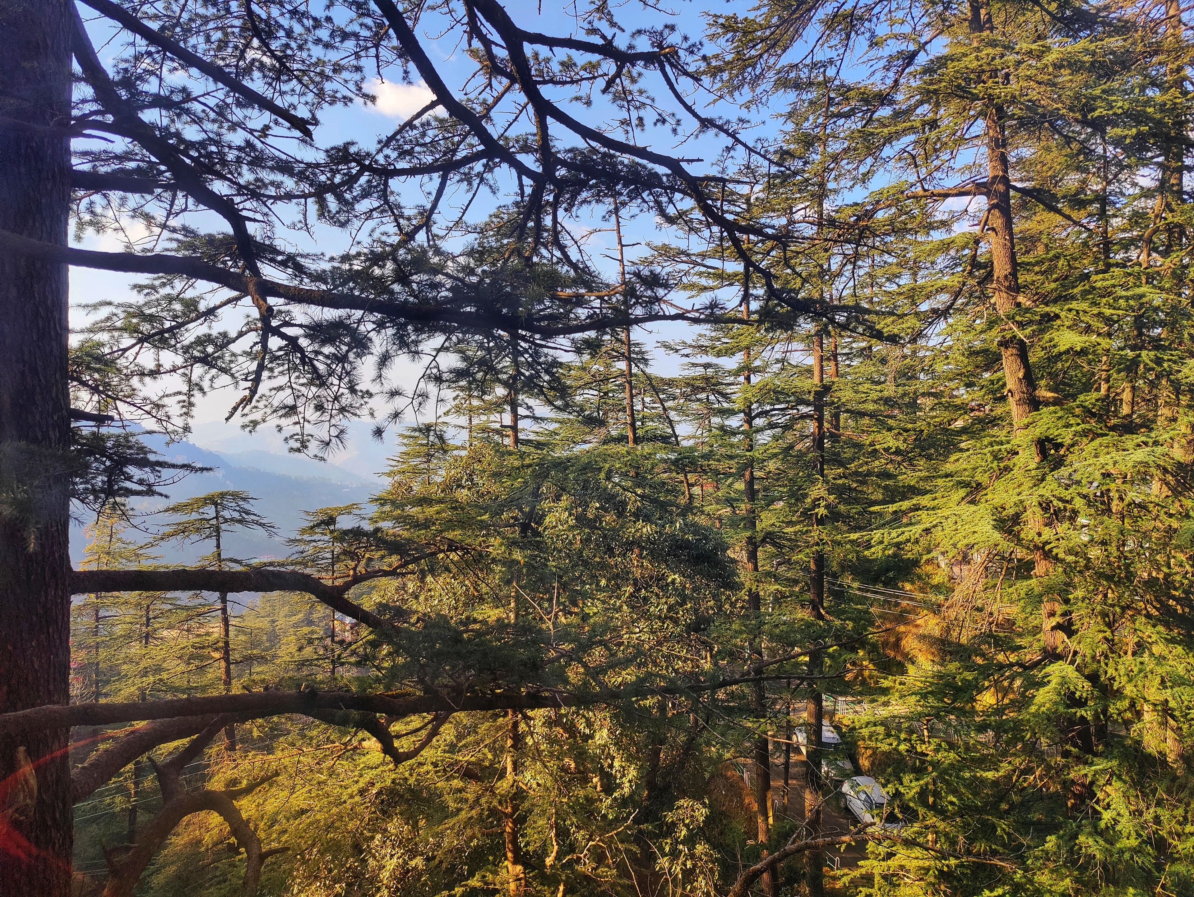 Un bosque frondoso con árboles altos y un cielo despejado.