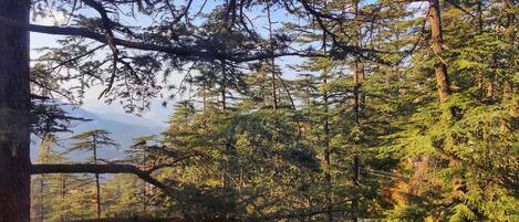 Un bosque frondoso con árboles altos y un cielo despejado.