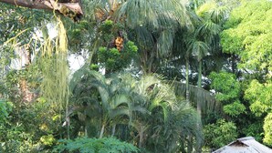 Une forêt tropicale dense, avec de nombreuses espèces de palmiers et une végétation luxuriante.