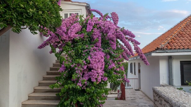Eine Treppe führt zu einem Gebäude mit einem Ziegeldach, umgeben von Grünpflanzen und violetten Blumen.