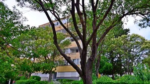 Un immeuble à plusieurs étages doté de balcons, entouré d’une végétation luxuriante et bordé d’une allée pavée.