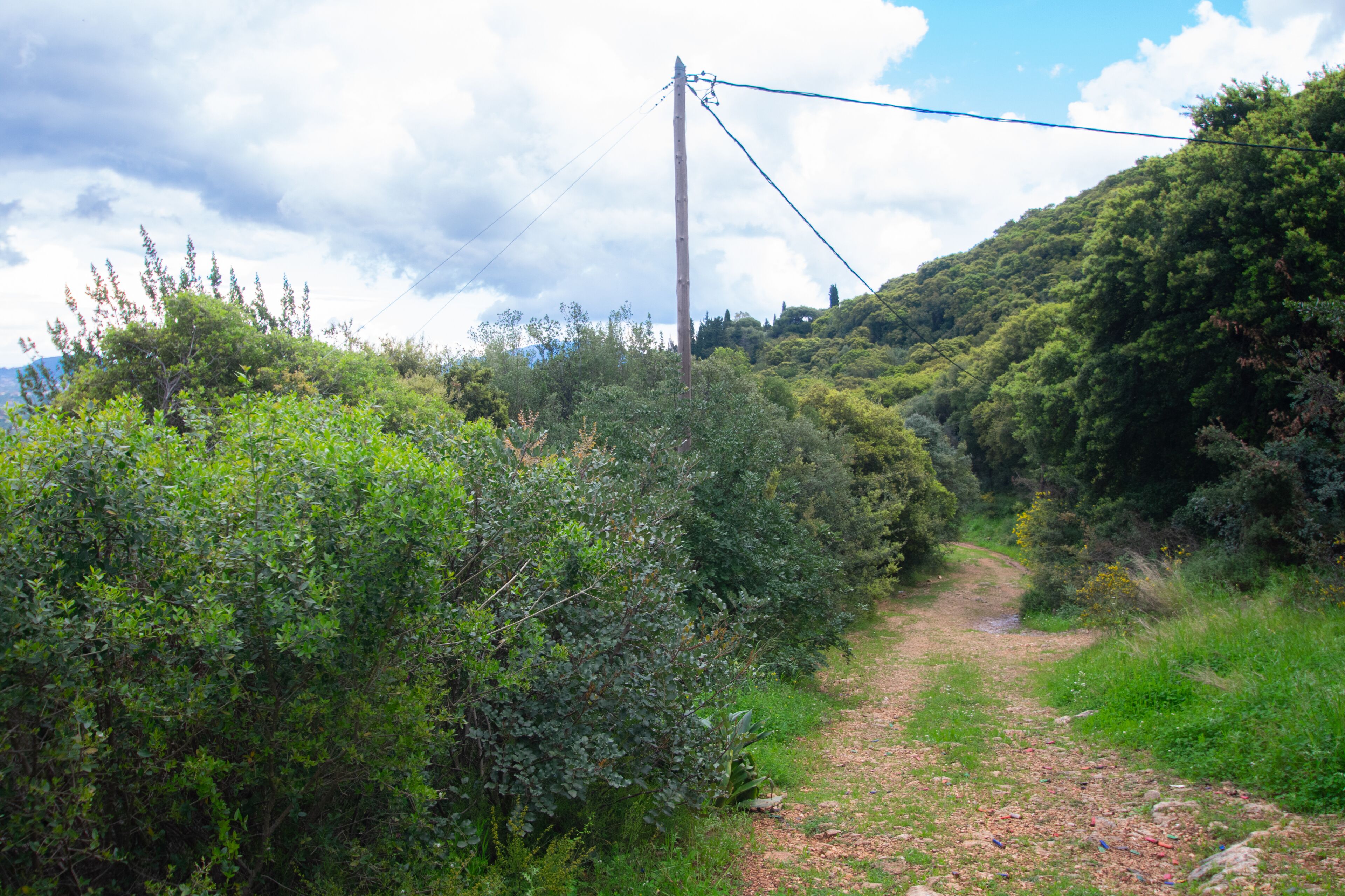 Un sendero de tierra que atraviesa una zona exuberante, verde y con vegetación densa, junto a un poste de electricidad.