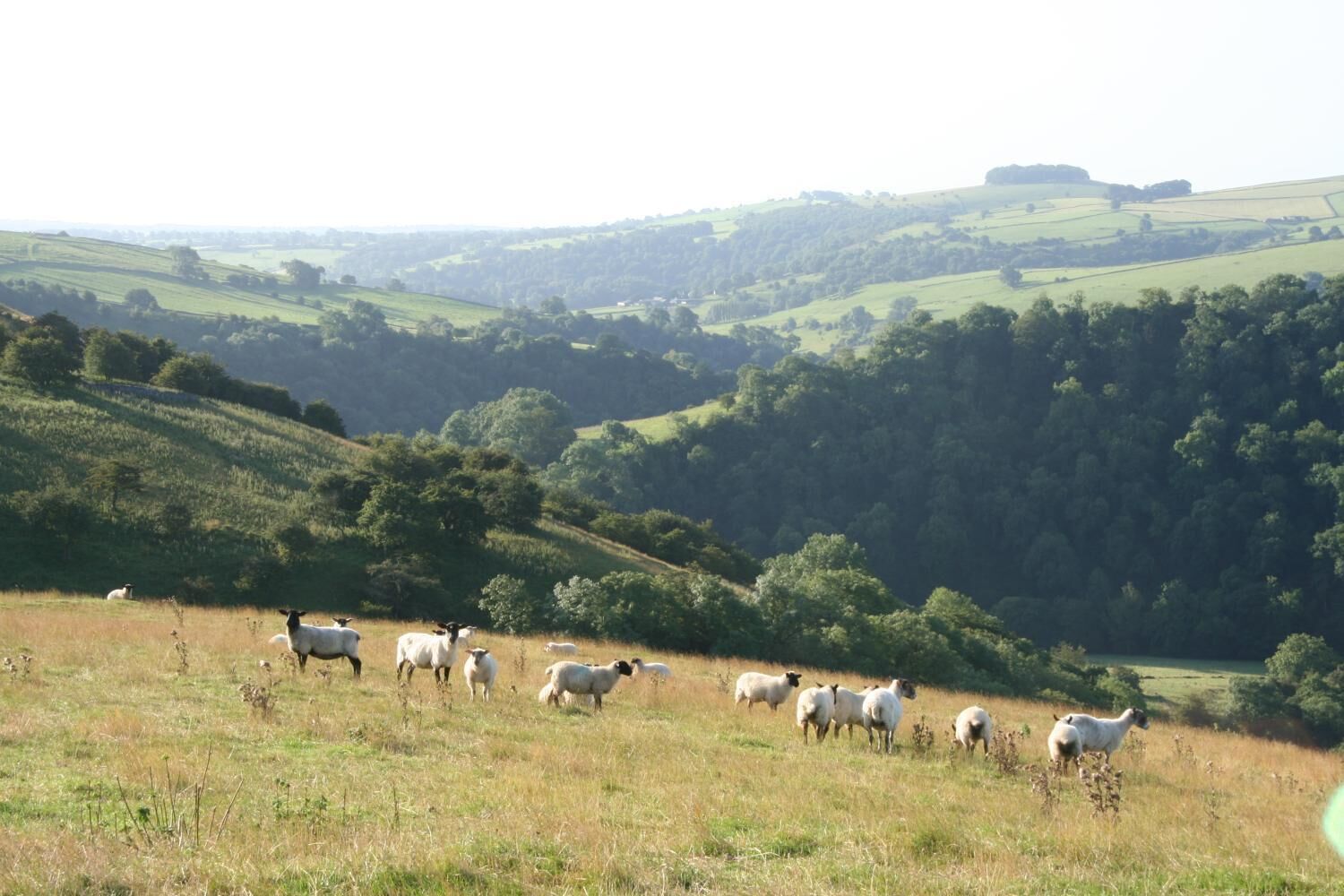 Een landelijk landschap met een kudde schapen die op een grasachtige heuvel grazen.