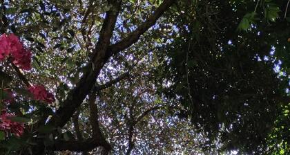 Il Cenacolo Di Sissi