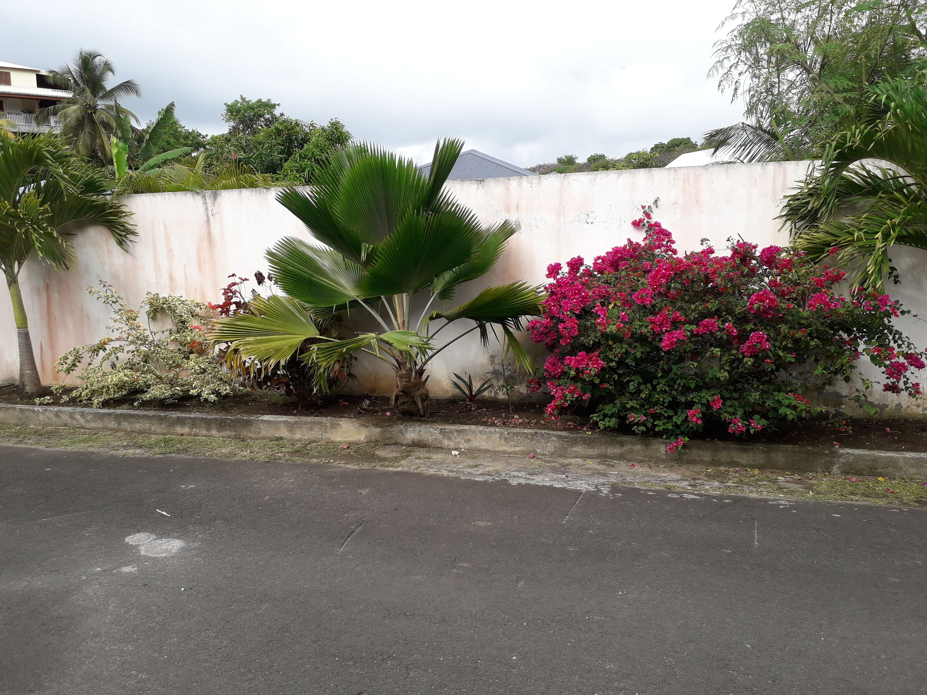 A roadside view with a concrete wall, a palm tree, and pink bougainvillea flowers.