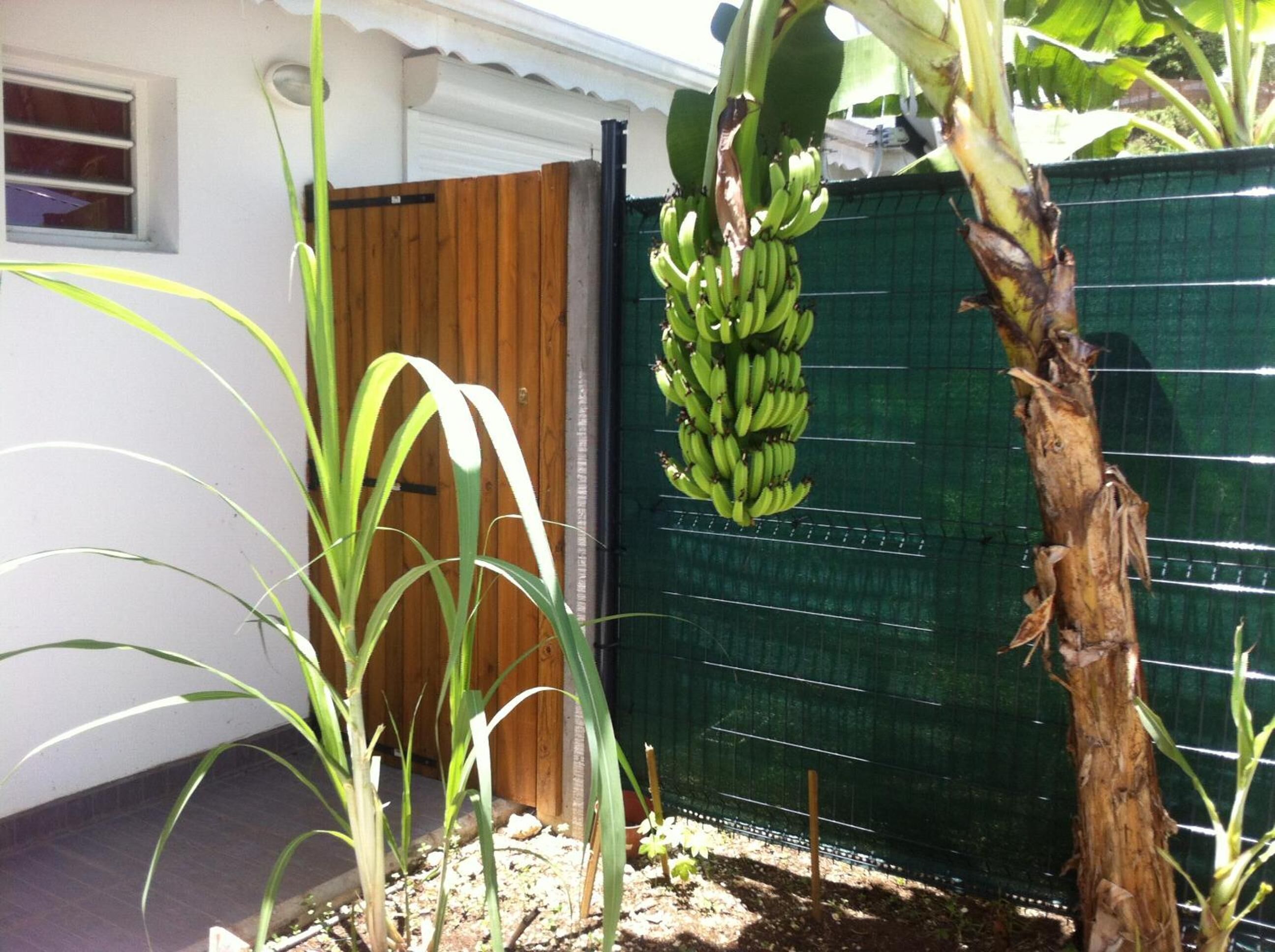 A house with a wooden door, a green fence, and a banana tree with unripe bananas.