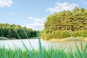 Une vue paisible sur un lac, avec une végétation luxuriante et un ciel dégagé.