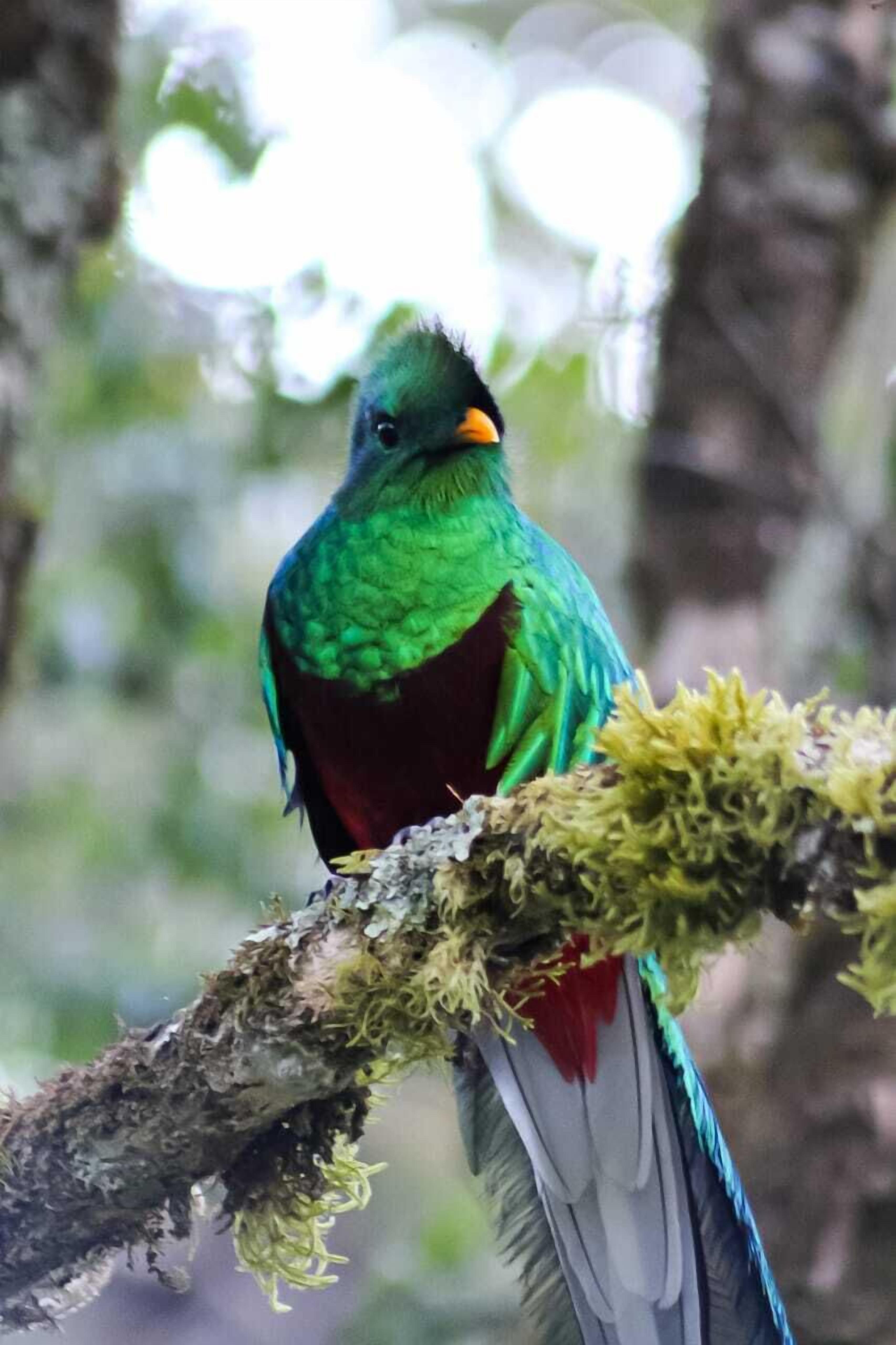 A bird perched on a moss-covered branch.