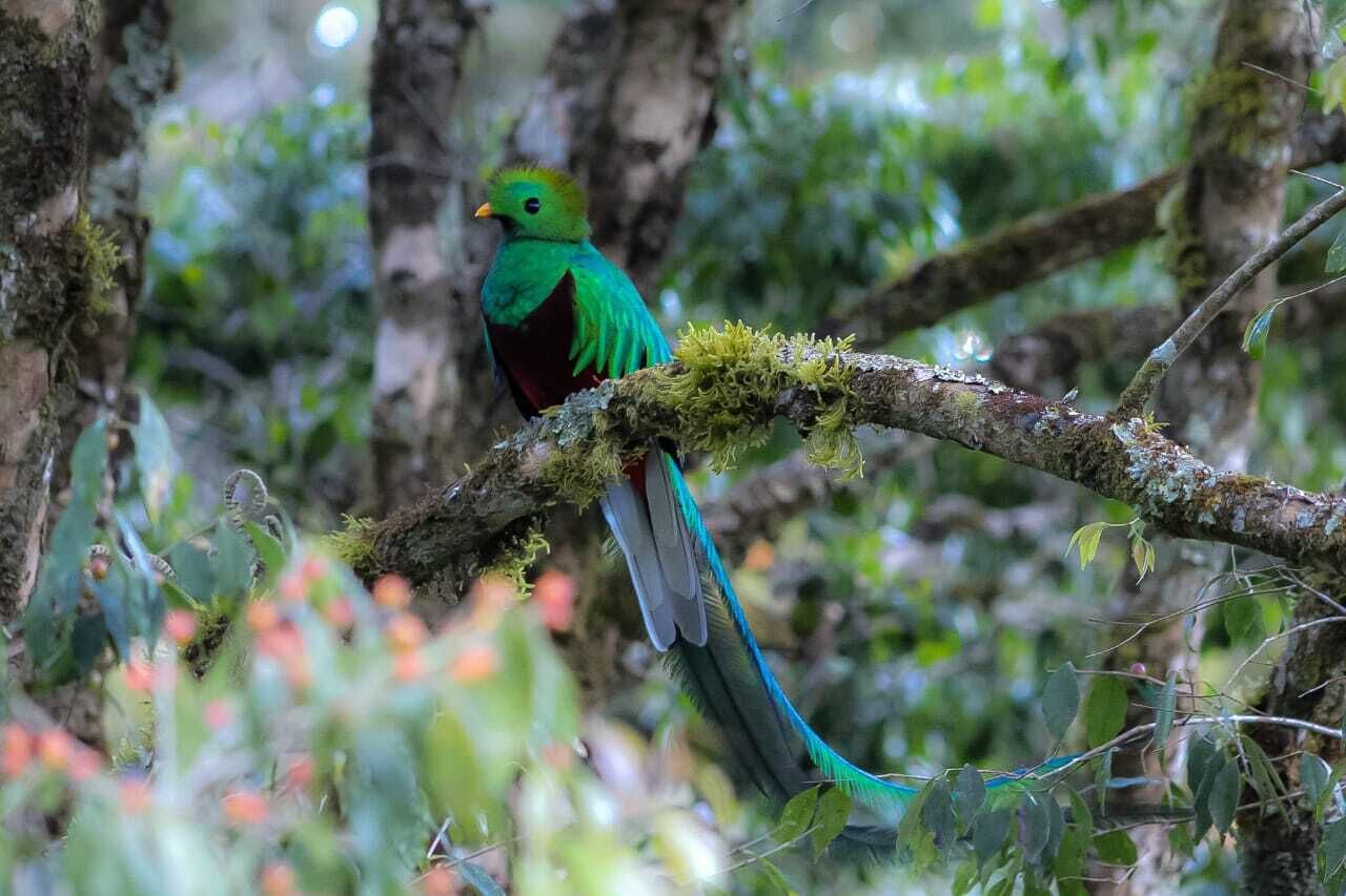 A bird perched on a moss-covered branch in a forested area.