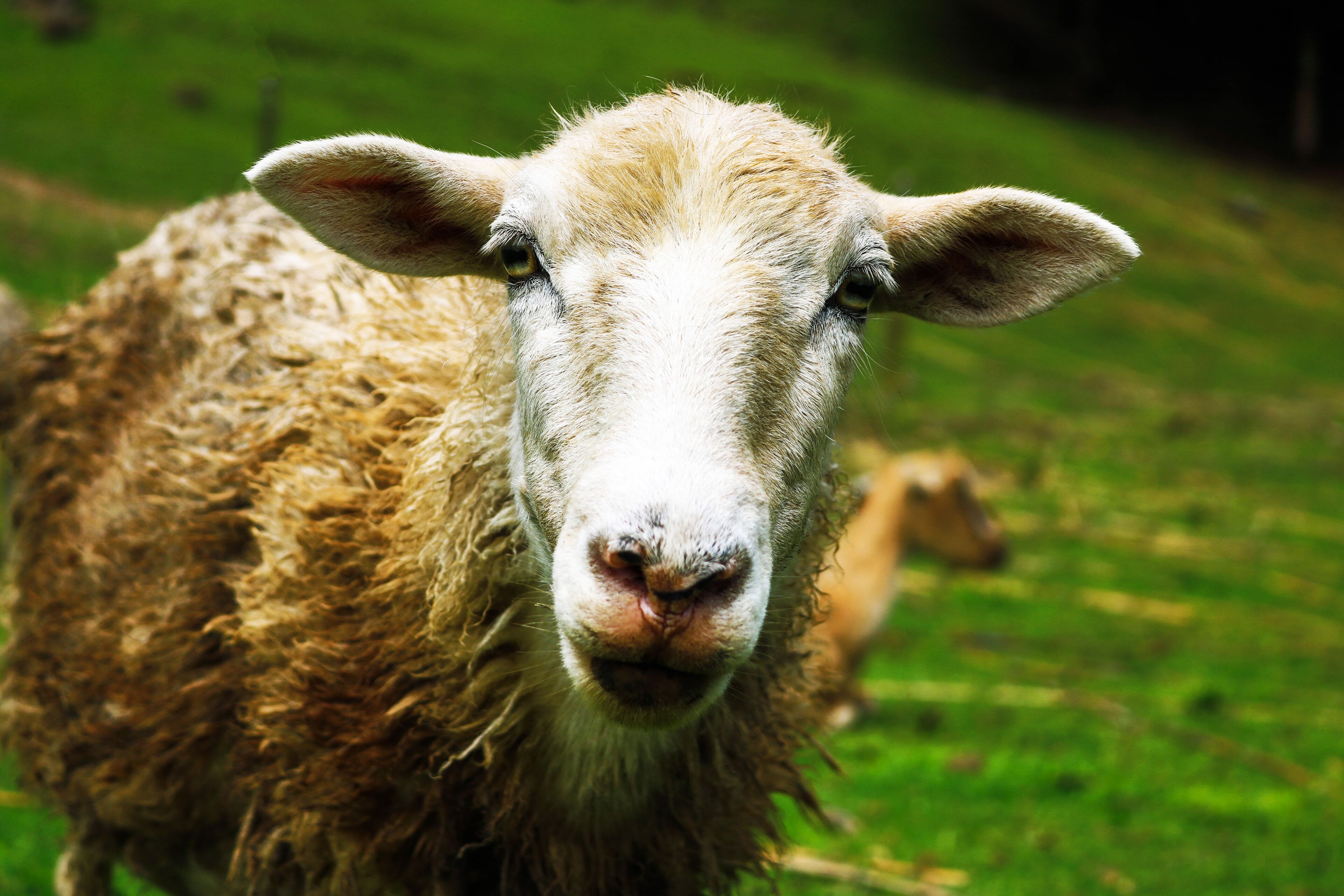A close-up of a sheep with a wet face, indicating it might be in a grassy outdoor area.