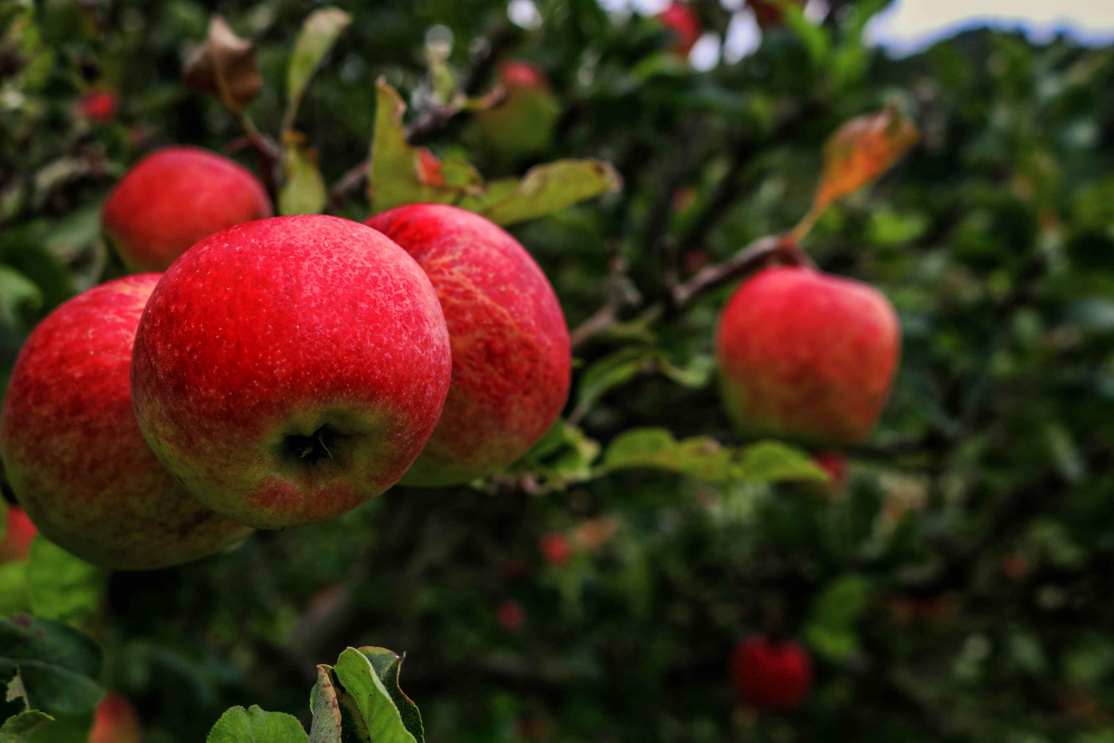 Des pommes pendent aux branches d’un arbre.