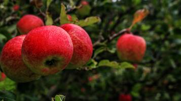 Des pommes pendent aux branches d’un arbre.