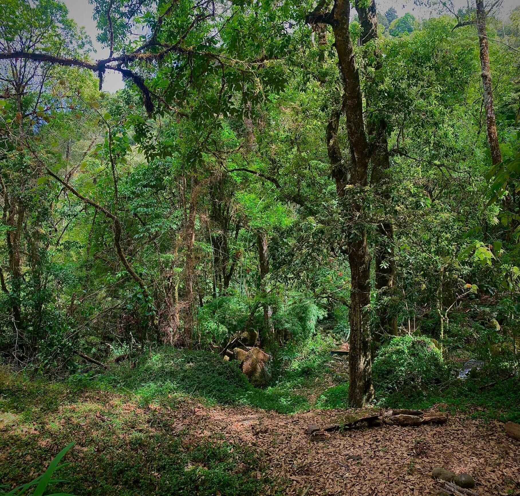 A dense forest with a variety of trees and undergrowth.