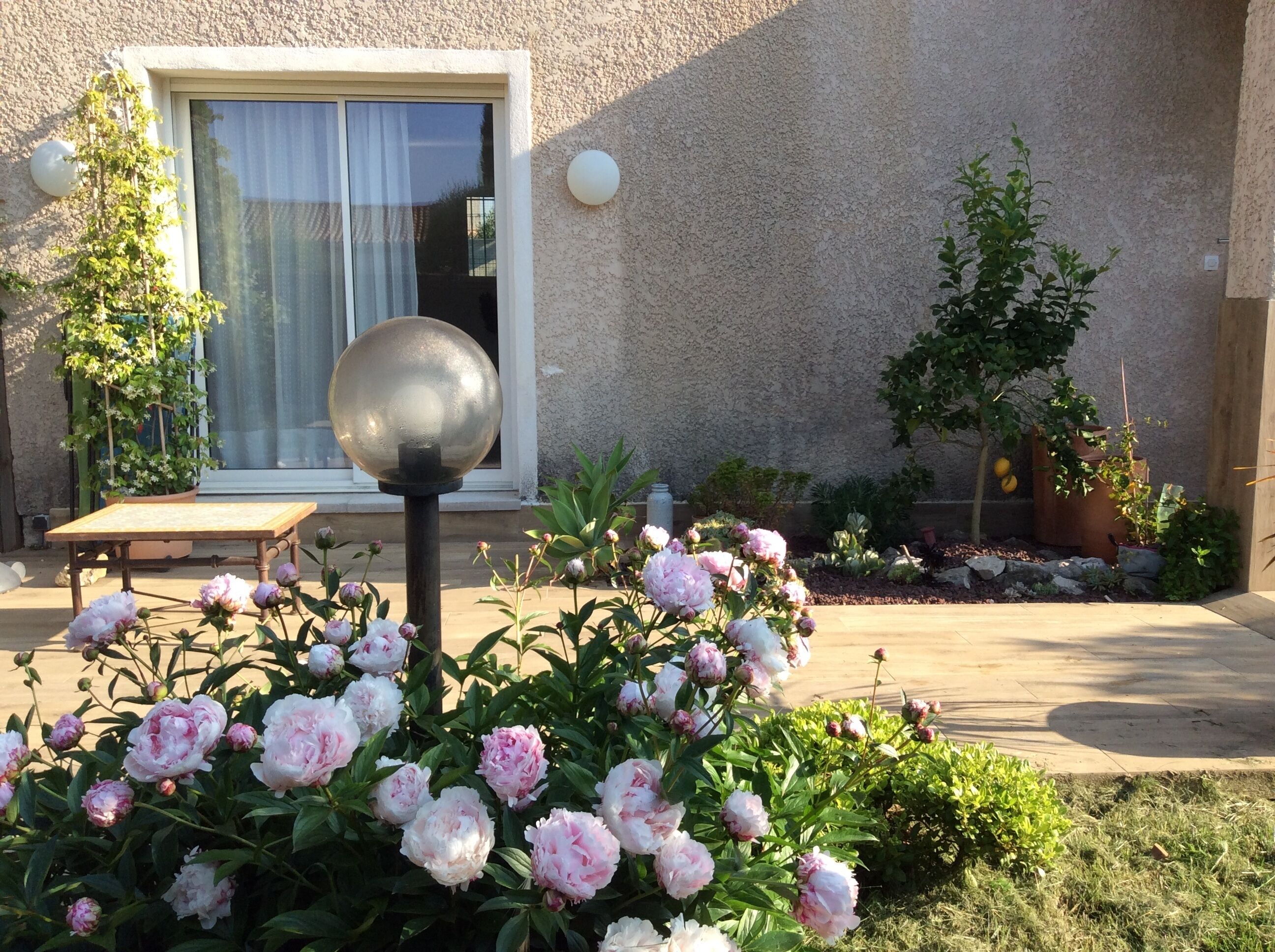 A garden with peonies in front of a house with a large window and a spherical light fixture.