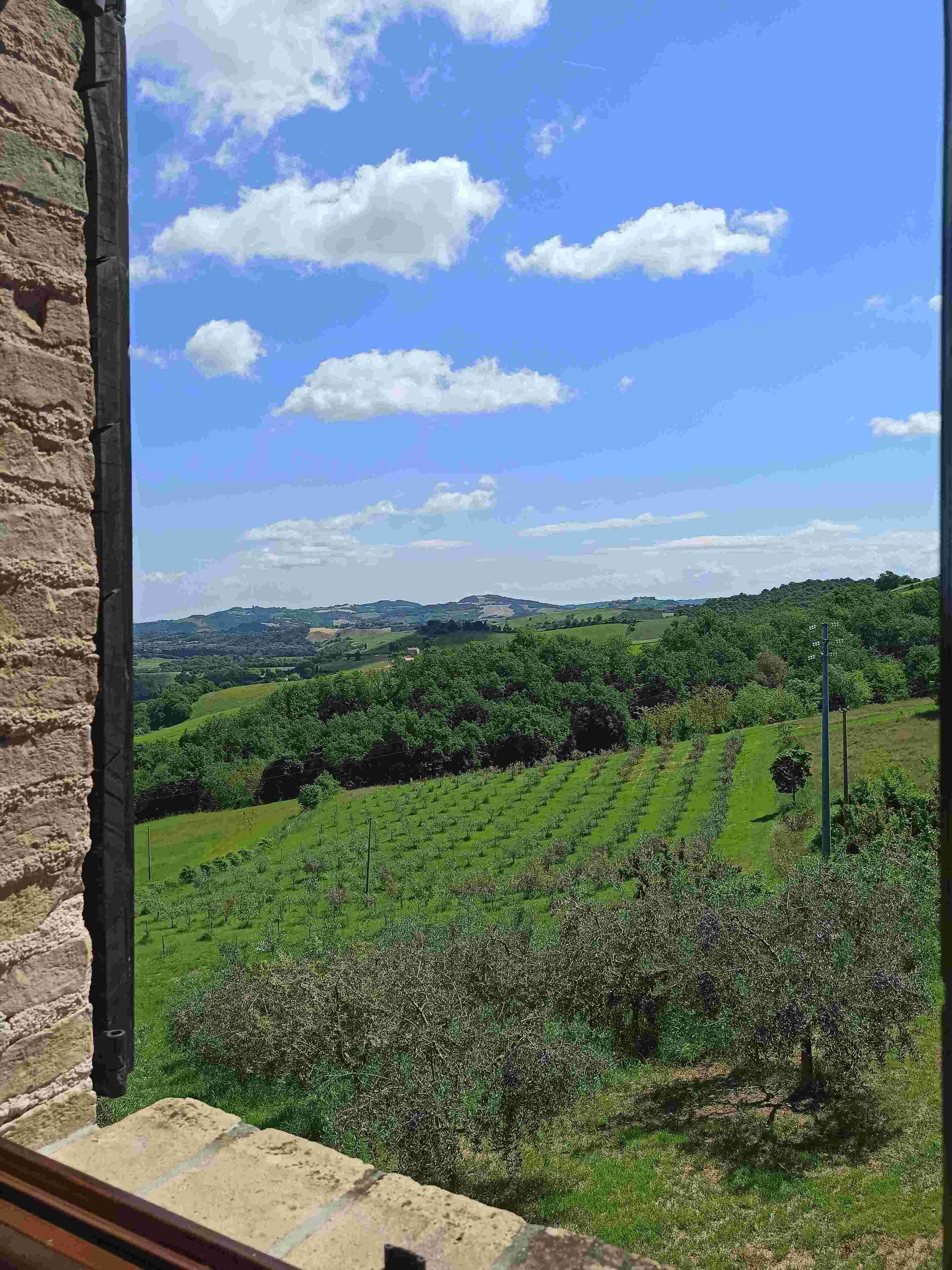 A view from a window overlooking a green landscape with rows of trees and a clear blue sky.