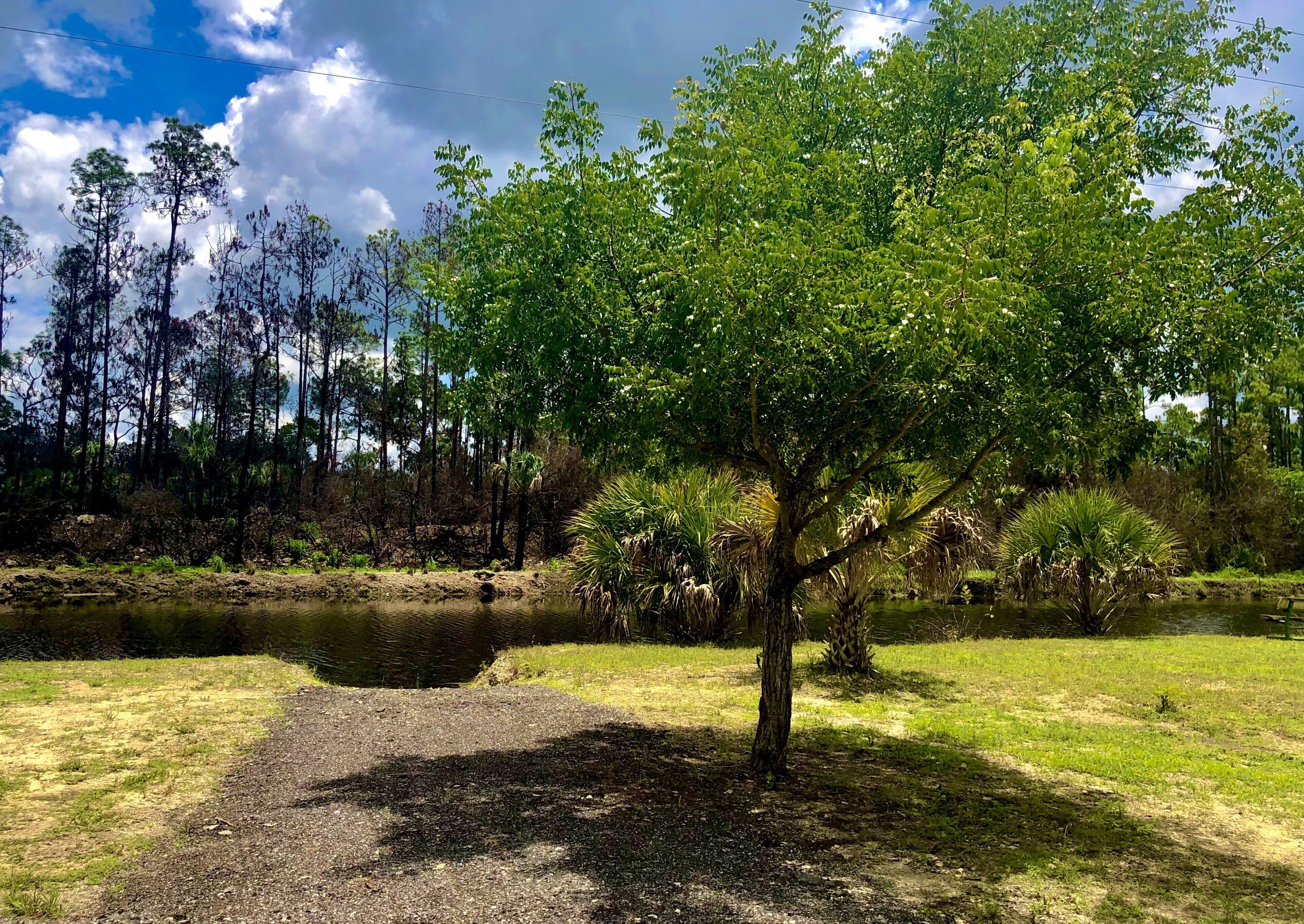 Un parque con un estanque, árboles y cielo despejado.