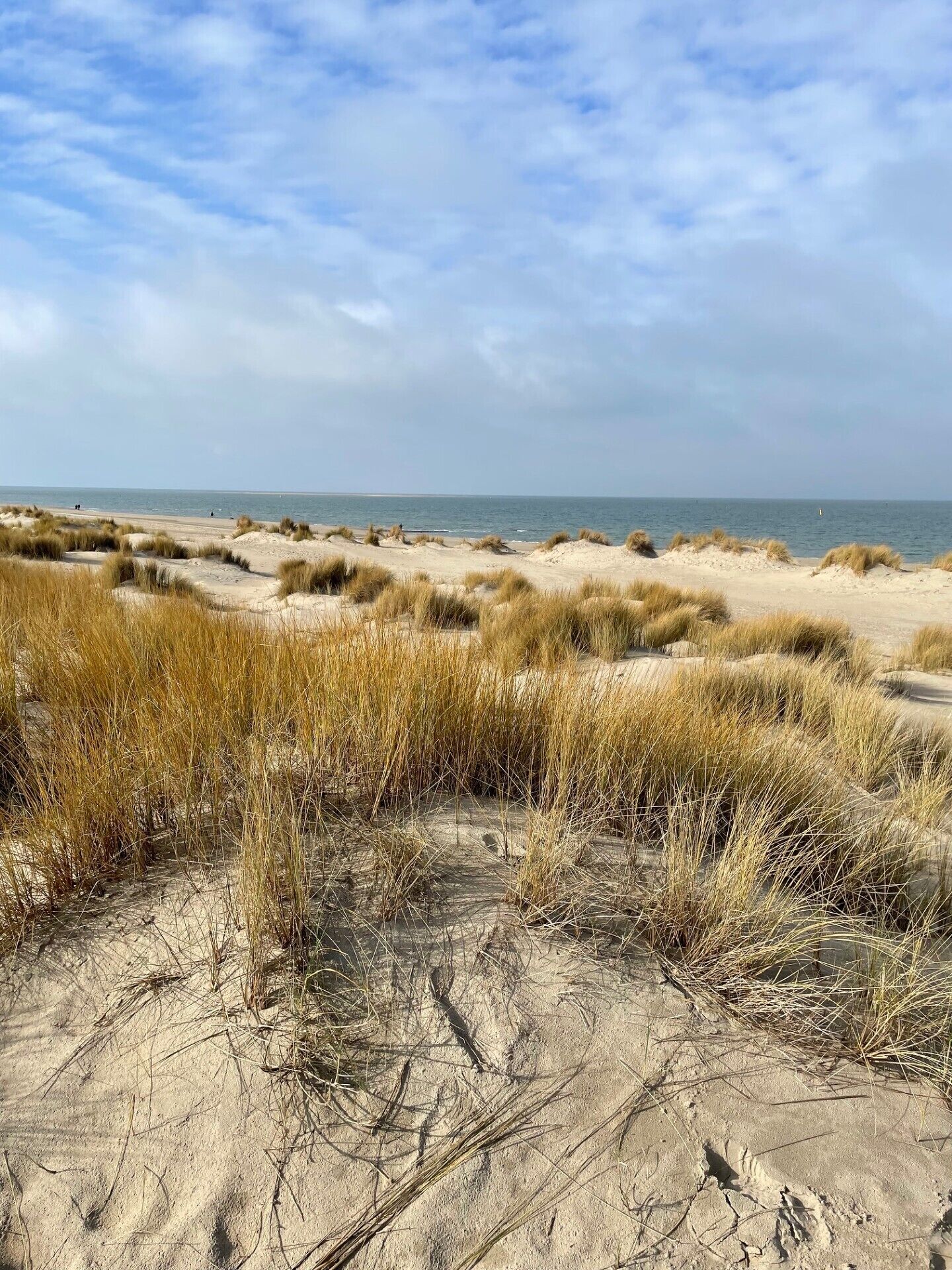 Ein Strand mit Dünen und vereinzelter Vegetation.