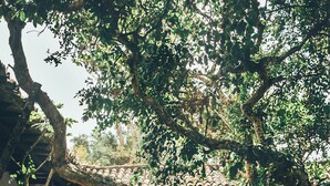 Un cortile lastricato con tetto in tegole, circondato da vegetazione rigogliosa e un muro in pietra.