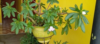 Hospedaje Las Lilas