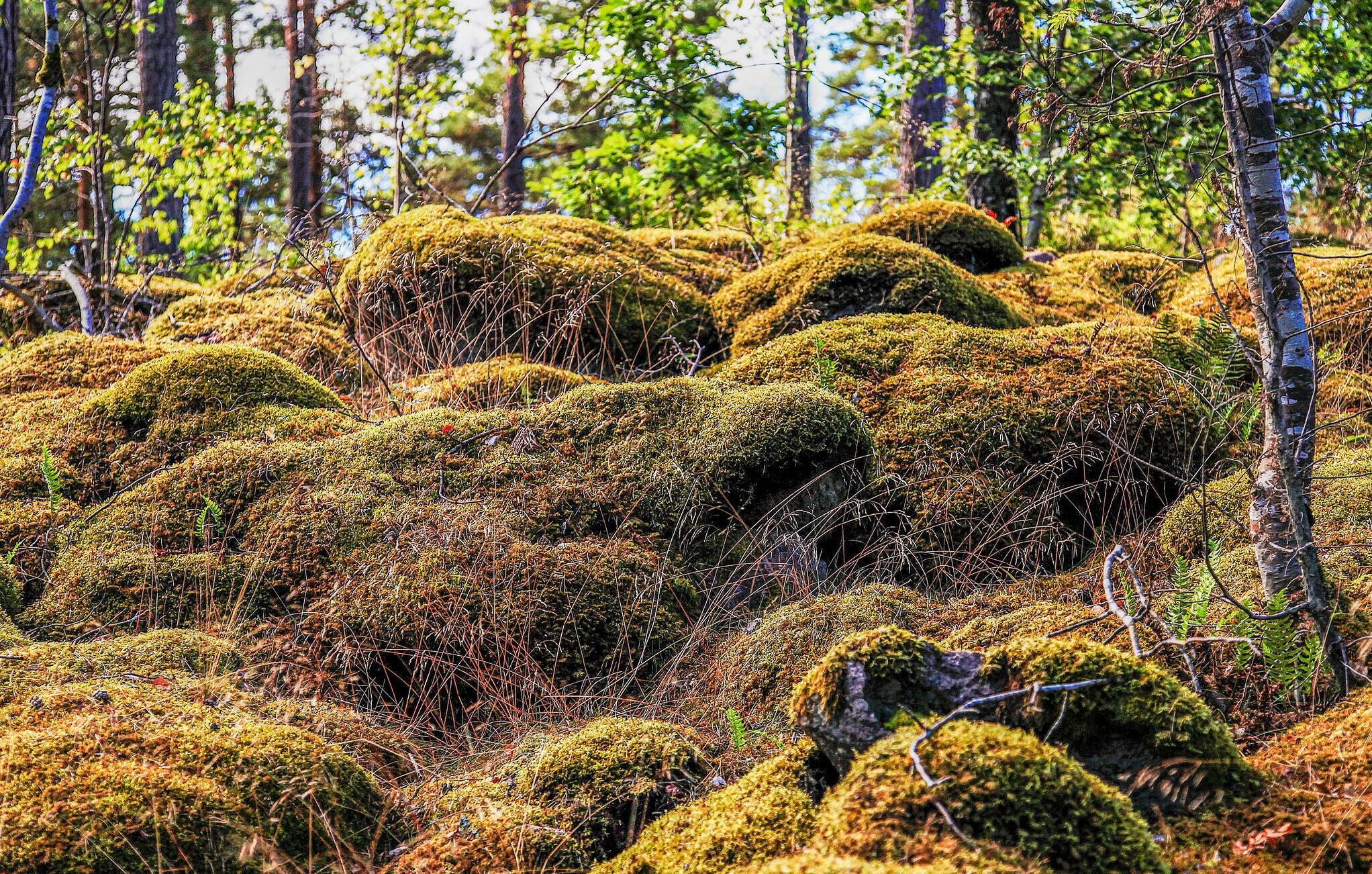 A forested area with moss-covered rocks and trees.
