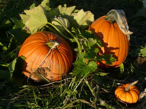 TEST ULX Dojo7 PCO Complete