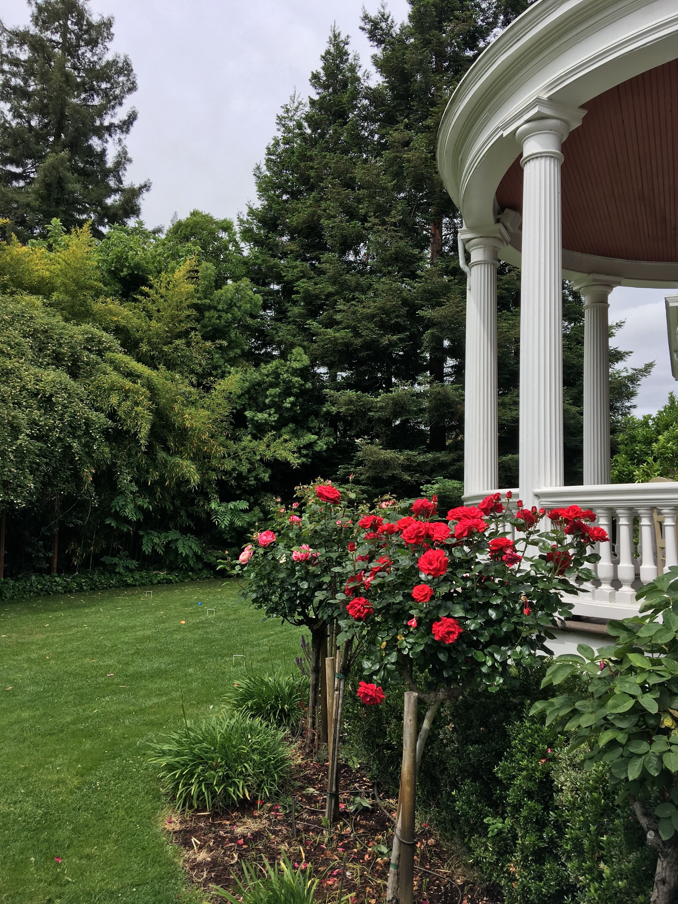Un jardin agrémenté d’un belvédère blanc, d’une végétation luxuriante et de roses rouges.