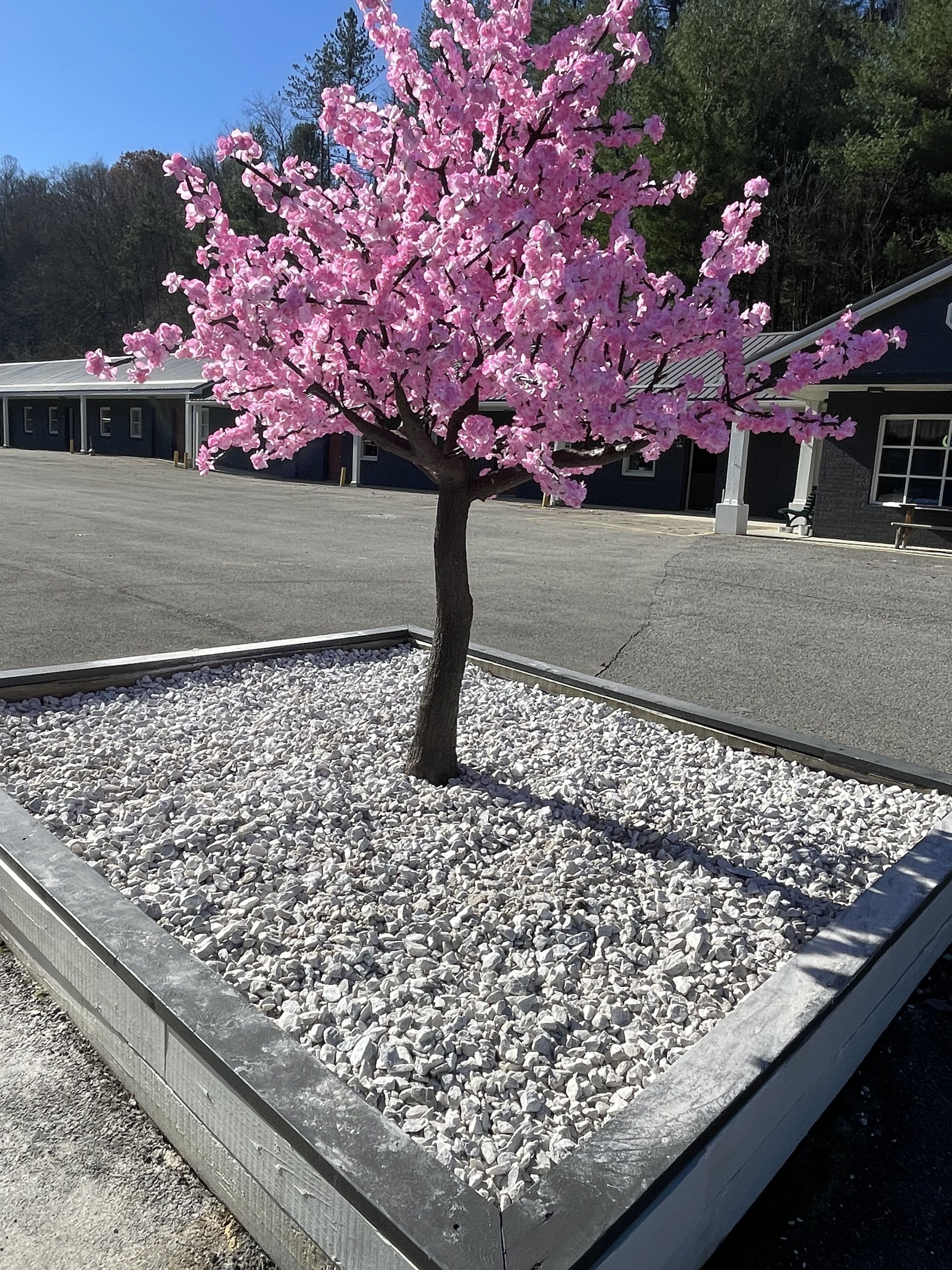 Un árbol con flores rosadas en una jardinera rectangular con grava blanca, ubicado en un estacionamiento con un edificio al fondo.