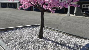A tree with pink blossoms in a rectangular planter with white gravel, set in a parking lot with a building in the background.