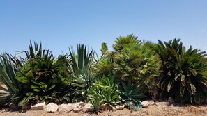 Stunning succulent garden with a variety of agave and palm plants.