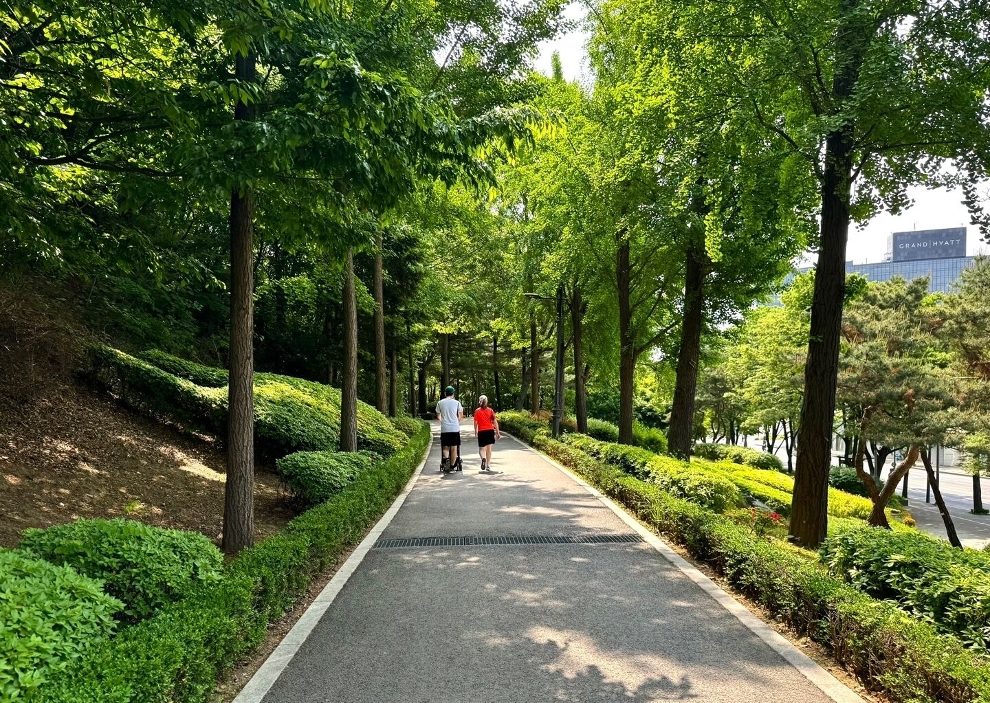 Un camino bordeado de árboles con una acera pavimentada, un desagüe y un cartel de Grand Hyatt.