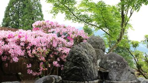 A traditional Japanese garden with a koi pond, large rocks, and blooming pink cherry blossoms. - Yufuin Sanso Waremokou (Yufu)