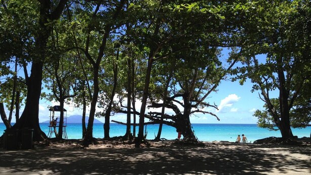 Une plage bordée d’arbres, offrant une vue dégagée sur l’océan.