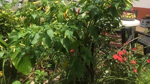 Un jardin où l’on trouve différentes espèces de plantes, notamment un papayier et des plants de piment.