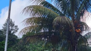 Une enseigne portant le nom « Papaya » et un numéro de téléphone.