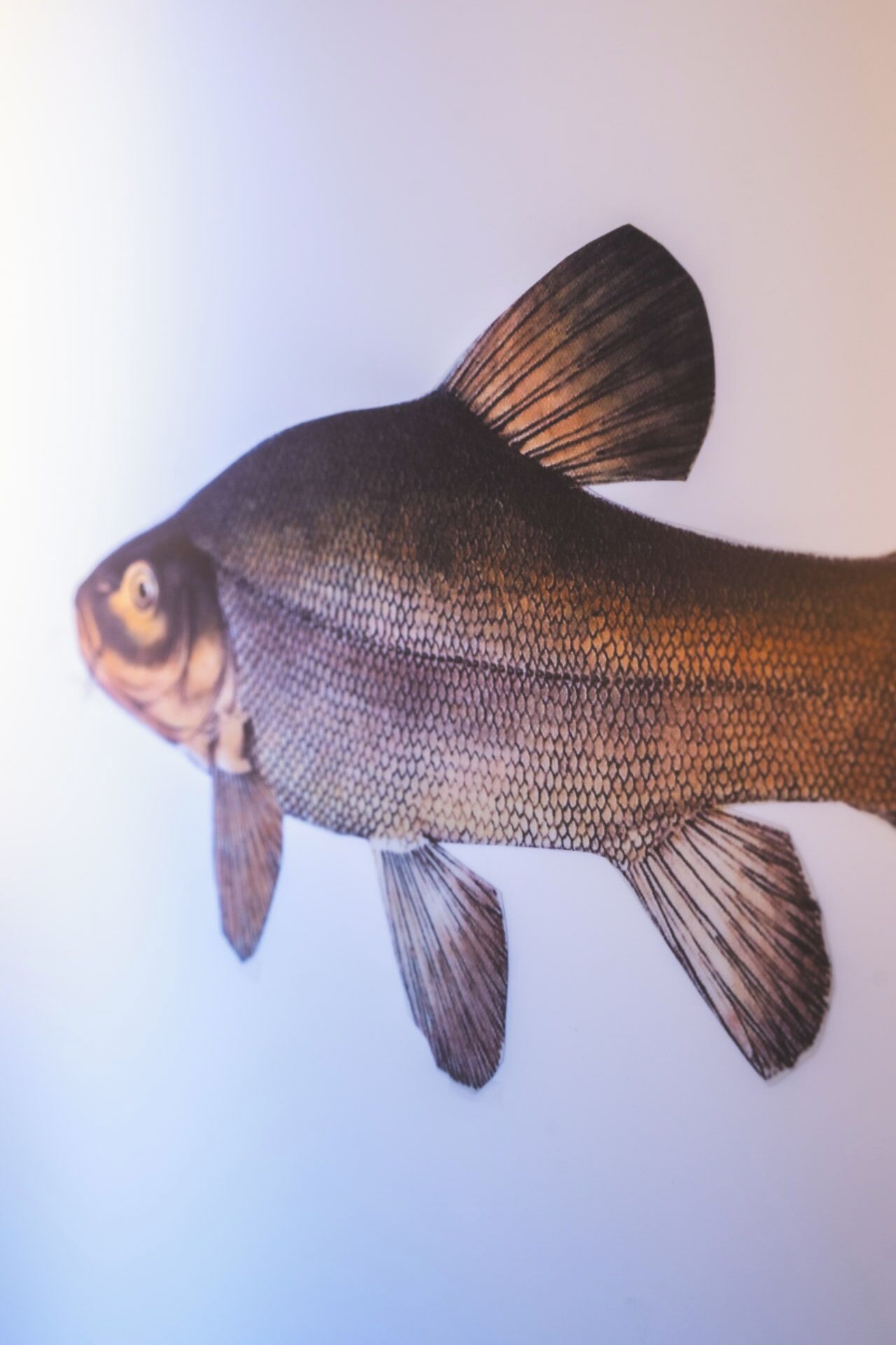 A fish illustration on a plain background.