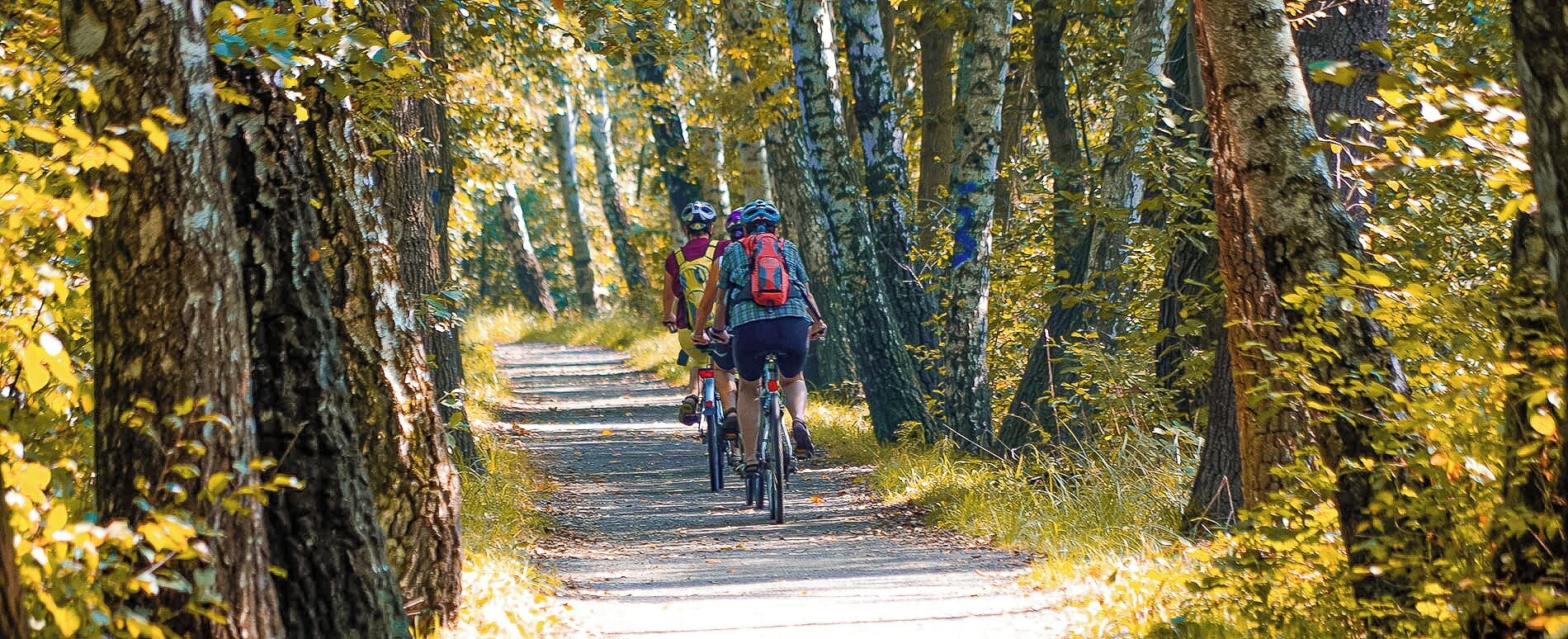 Un sendero estrecho bordeado de árboles con ciclistas.