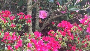 A dense cluster of pink flowers with green foliage, likely part of a garden or landscaped area.