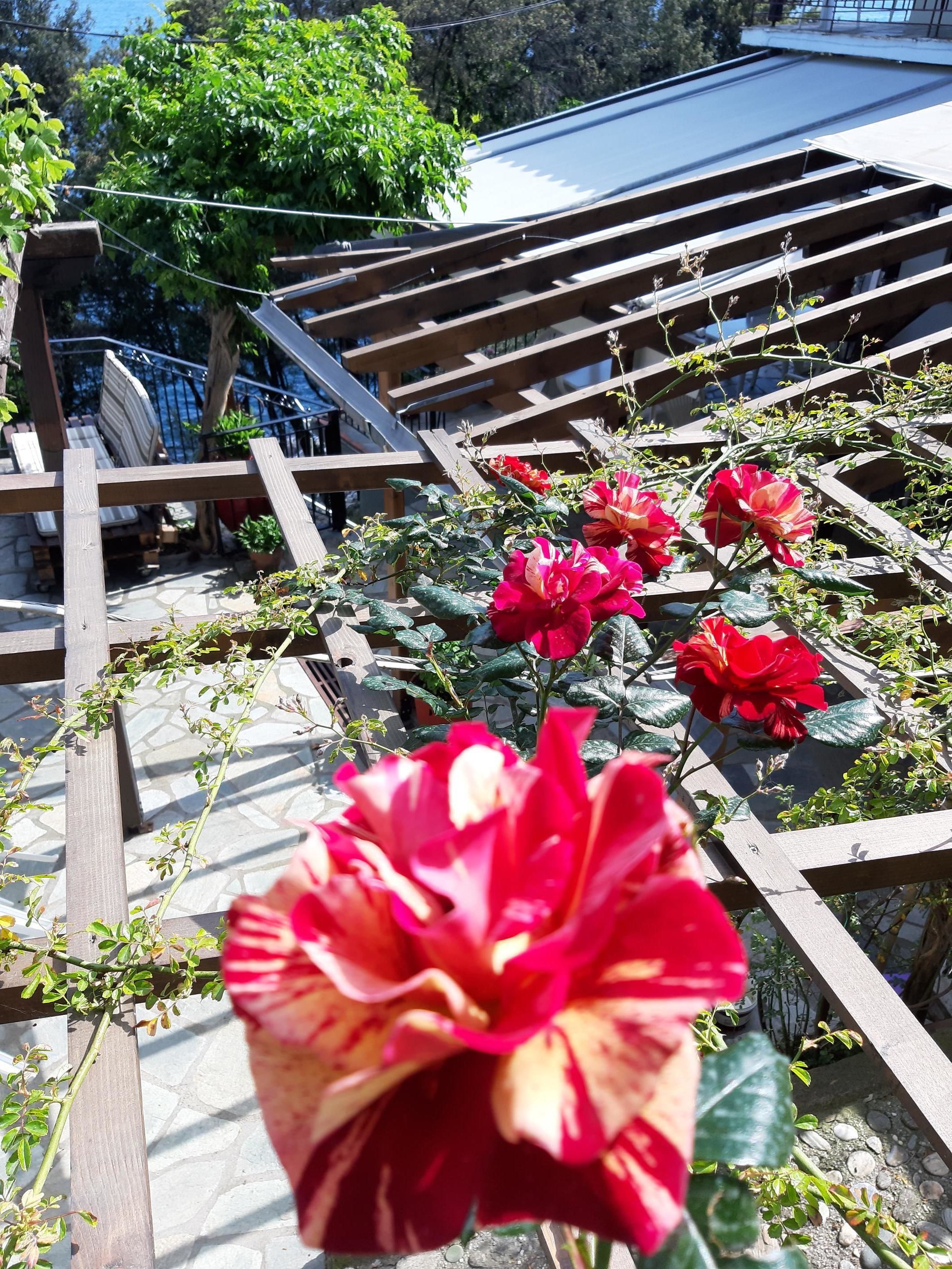 A wooden pergola with climbing plants and flowers, a stone patio, and a view of a building with a sloped roof.