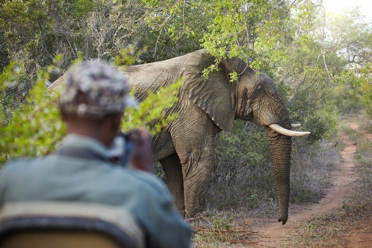 A person photographing an elephant in a natural setting with dense foliage and a dirt path.