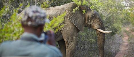A person photographing an elephant in a natural setting with dense foliage and a dirt path.